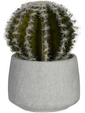 Cactus in cement pot