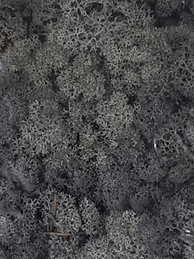 Стабилизированный мох Reindeer moss anthracite (6 windowкоробка = примерно. 0,45 m²)
