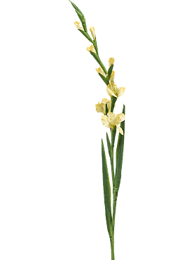Gladiolus yellow