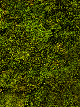 Стабилизированный мох Flat moss green (bulk = примерно. 3.2 m²)