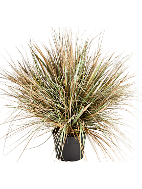 Grass onion autumn tuft