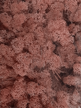 Стабилизированный мох Reindeer moss light pink (6 windowкоробка = примерно. 0,45 m²)