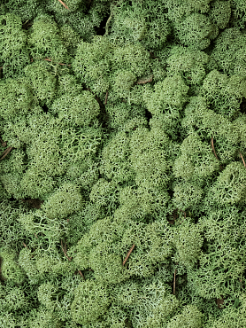 Стабилизированный мох Reindeer moss medium green (bulk примерно. 0,45 m²)