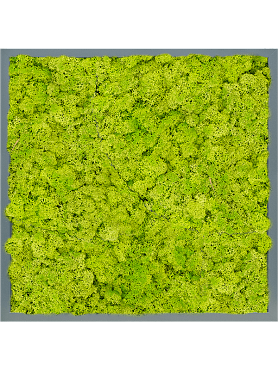 Картина из мха mdf ral 7016 satin gloss 100% reindeer moss (spring green)