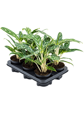 Aglaonema 'ivy green' 6/tray tuft