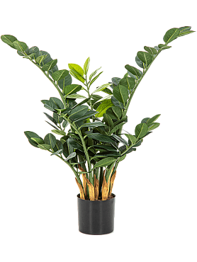 Zamioculcas zamiifolia tuft