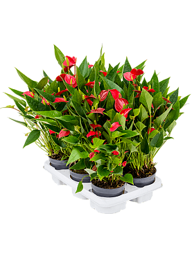 Anthurium andraeanum 'million flower' 6/tray red