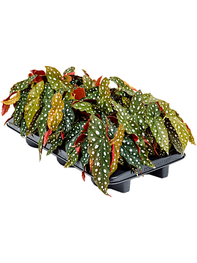 Begonia 'maculata' 6/tray