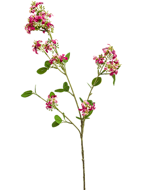 Verbena fuchsia