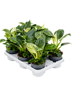 Philodendron 'white wave' 9/tray