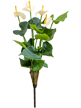 Anthurium bush cream