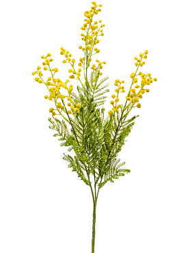 Mimosa yellow