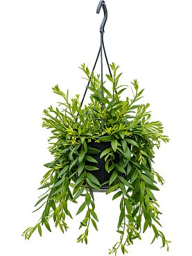 Aeschynanthus 'japhrolepis' hanger