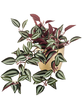 Tradescantia bush green/burgundy in pearlgold pot