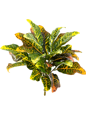 Croton bush (30 lvs.)