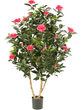 Camelia japonica branched pink