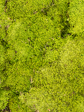 Стабилизированный мох Rockmoss light green (4 windowкоробка = примерно 1.6 m²)