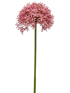 Allium pink