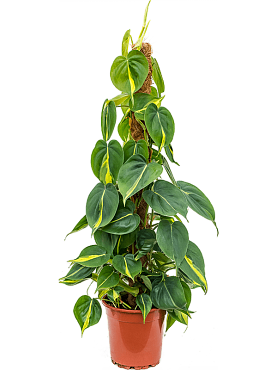 Philodendron scandens 'brasil' on moss-pole 80