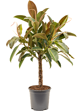 Ficus elastica 'melany' 3-stem