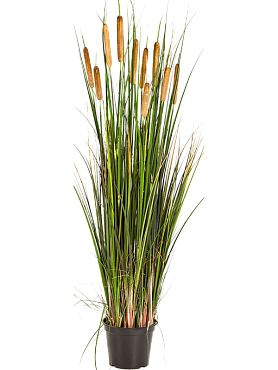 Grass cattail bush