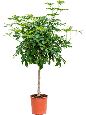 Schefflera arboricola 'compacta' stem