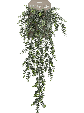 Eucalypthus hanging bush