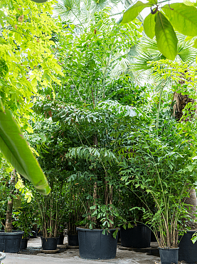 Caryota mitis (900-1000) bush