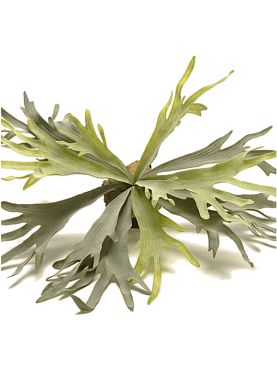 Fern staghorn bush (19 lvs.)