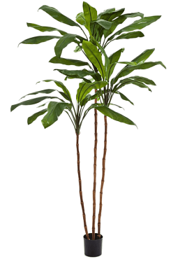 Cordyline fruticosa branched