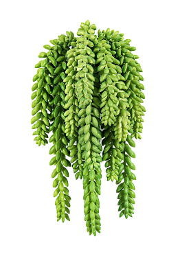 Sedum morganianum bush