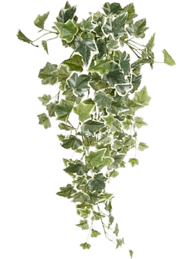Ivy hanging bush