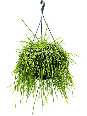 Rhipsalis kirbergii hanging plant