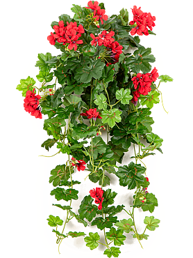 Geranium hanging bush red