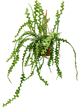 Epiphyllum anguliger hanging plant
