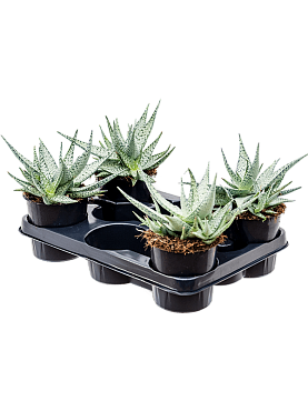 Aloe 'lotus silver' 4/tray