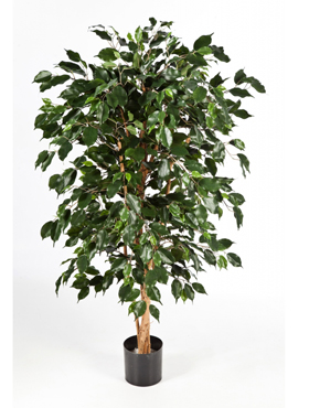 Ficus nitida exotica branched