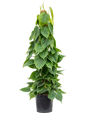 Philodendron scandens on moss-pole 100