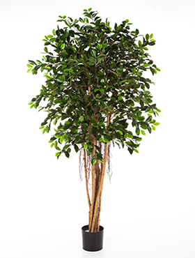 Ficus retusa ball