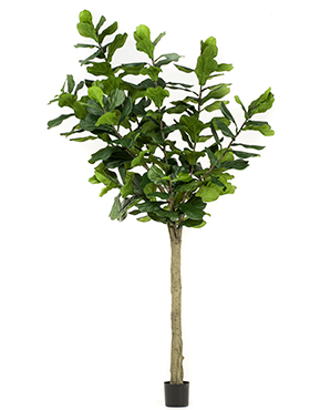 Ficus lyrata branched (184 lvs.)