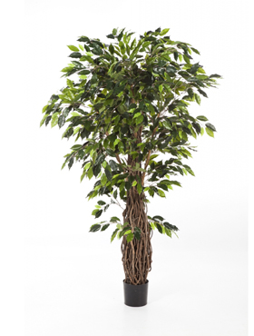 Ficus liana branched