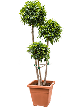 Ficus nitida branched/multi crowns