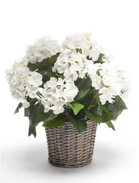 Hydrangea bush white