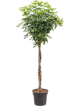 Schefflera arboricola 'compacta' stem twist
