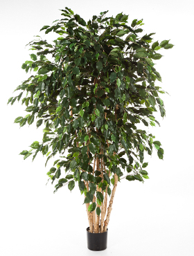 Ficus exotica branched