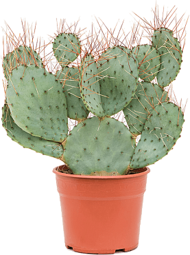 Opuntia capocentra branched