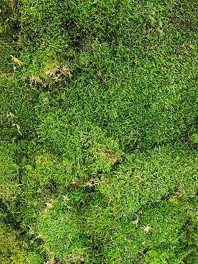 Стабилизированный мох Flat moss forest green (bulk = примерно. 2.4 m²)