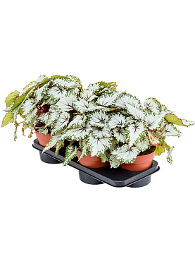 Begonia 'asiantundra' 4/tray