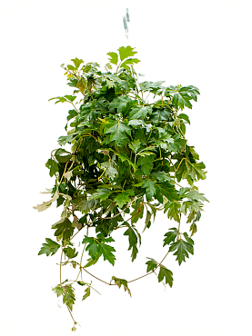 Cissus rhombifolia 'ellen danica' hanger