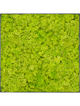 Картина из мха stiel l ral 7016 matt 100% reindeer moss (spring green)